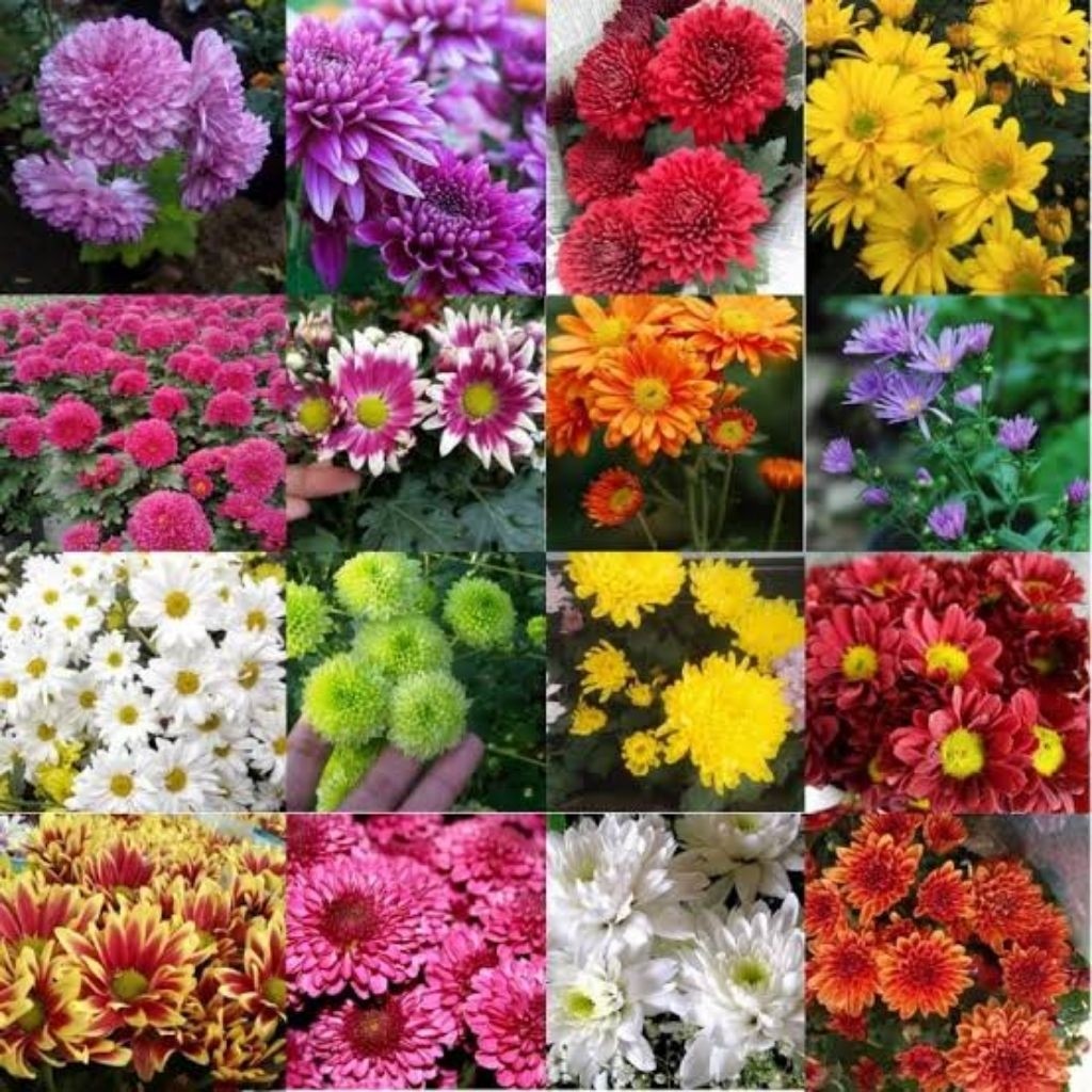 Bibit Tanaman Bunga Krisan Ecer Berbunga / Bibit Krisan Kondisi Berbunga