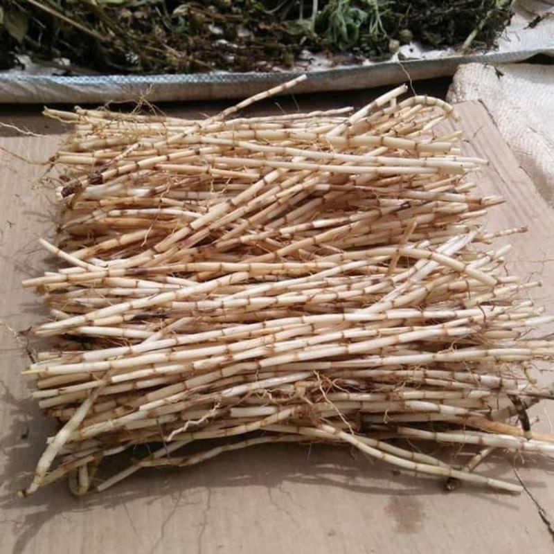 

akar alang alang 500g Herbal COD