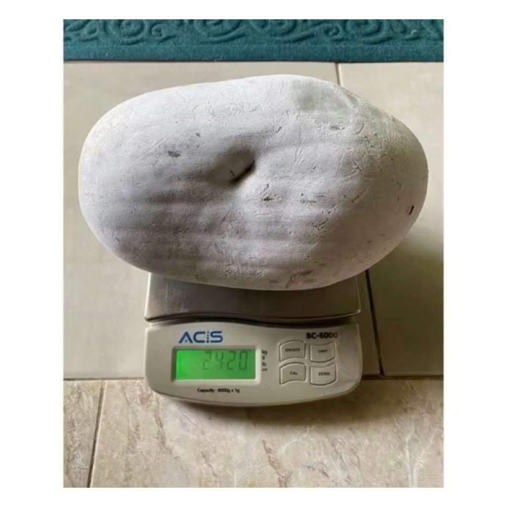 

kundur\bligo fresh berat 1kg - 1,5kg