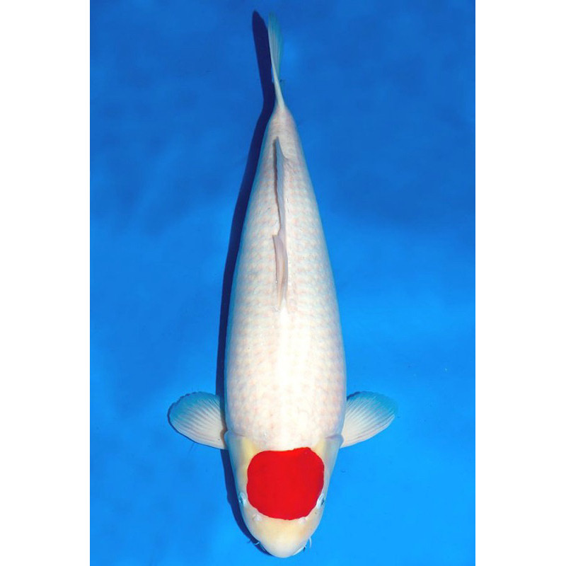 PROMO MURAH KOI TANCHO SIZE 20-25CM SUPER CANTIK BLITAR GRADE A