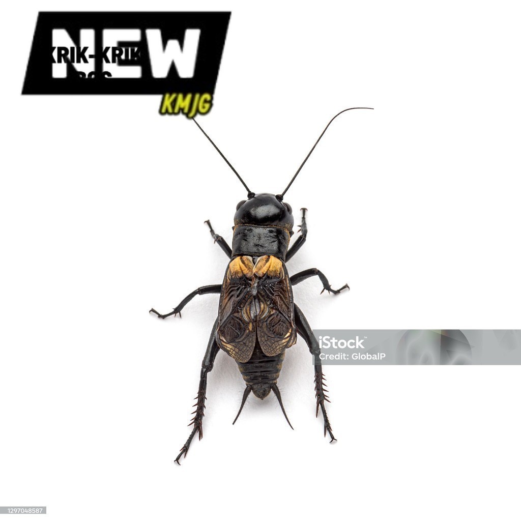 COD JK JANGKRIK SAPSAPINDIT. ID jangkrik aduan super dari alam liar SUPER NYERENTENG