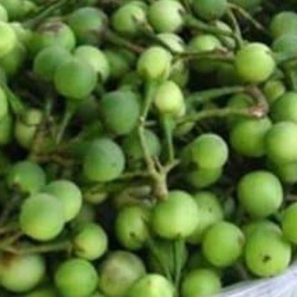 

Buah cepokansegar 500 grm