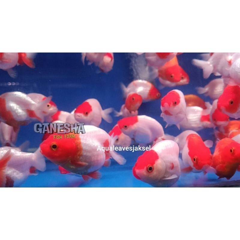 Ikan koki ranchu red white 6-7 cm termurah