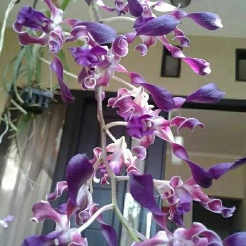 Anggrek dendrobium keriting dewasa bunga unggu