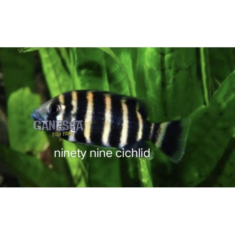 Ikan Hias Nentinen Ninety Nine 2-5 cm  Cichlid 99 PAKET ISI 3