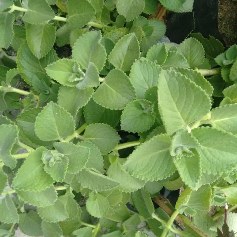 

Daun jinten segar mantap banyak manfaat500gr