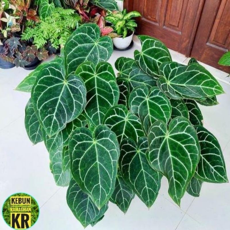 Tanaman Hias [BISA COD]Kuping Gajah Mini Rumpun Real pics Rimbun Cocok Untuk Hiasan Ruangan Dan Tera