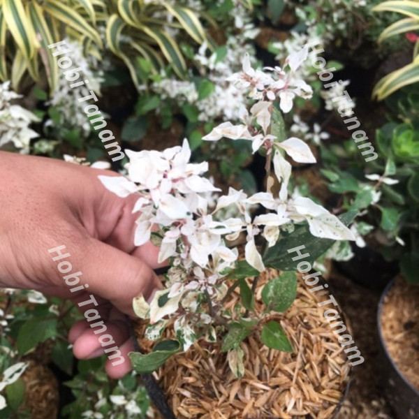 spesial bibit bunga anting putri salju bibit anting putri salju bibit krokot salju bibit kerokot sal