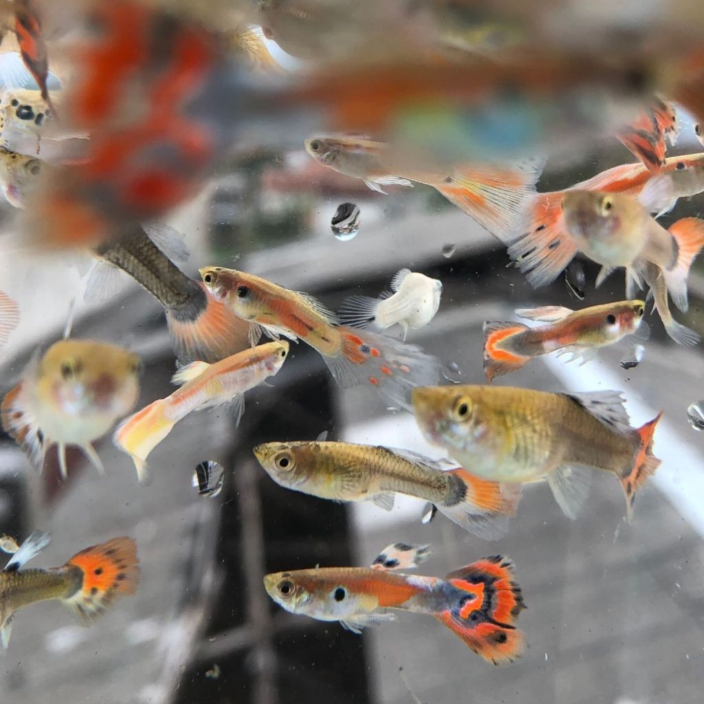 Guppy Cendol Random Campuran | Hiasan Aquarium | Hiasan Aquascape | Hiasan | Ikan Cantik / IKAN HIAS