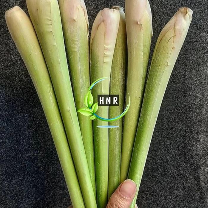 

1 Ikat Serai Hijau Wangi Segar