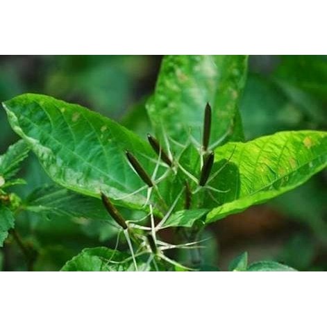 

Daun Pletekan - Obat Diabetes
