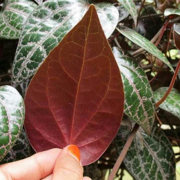 

sirih merah - obat mimisan