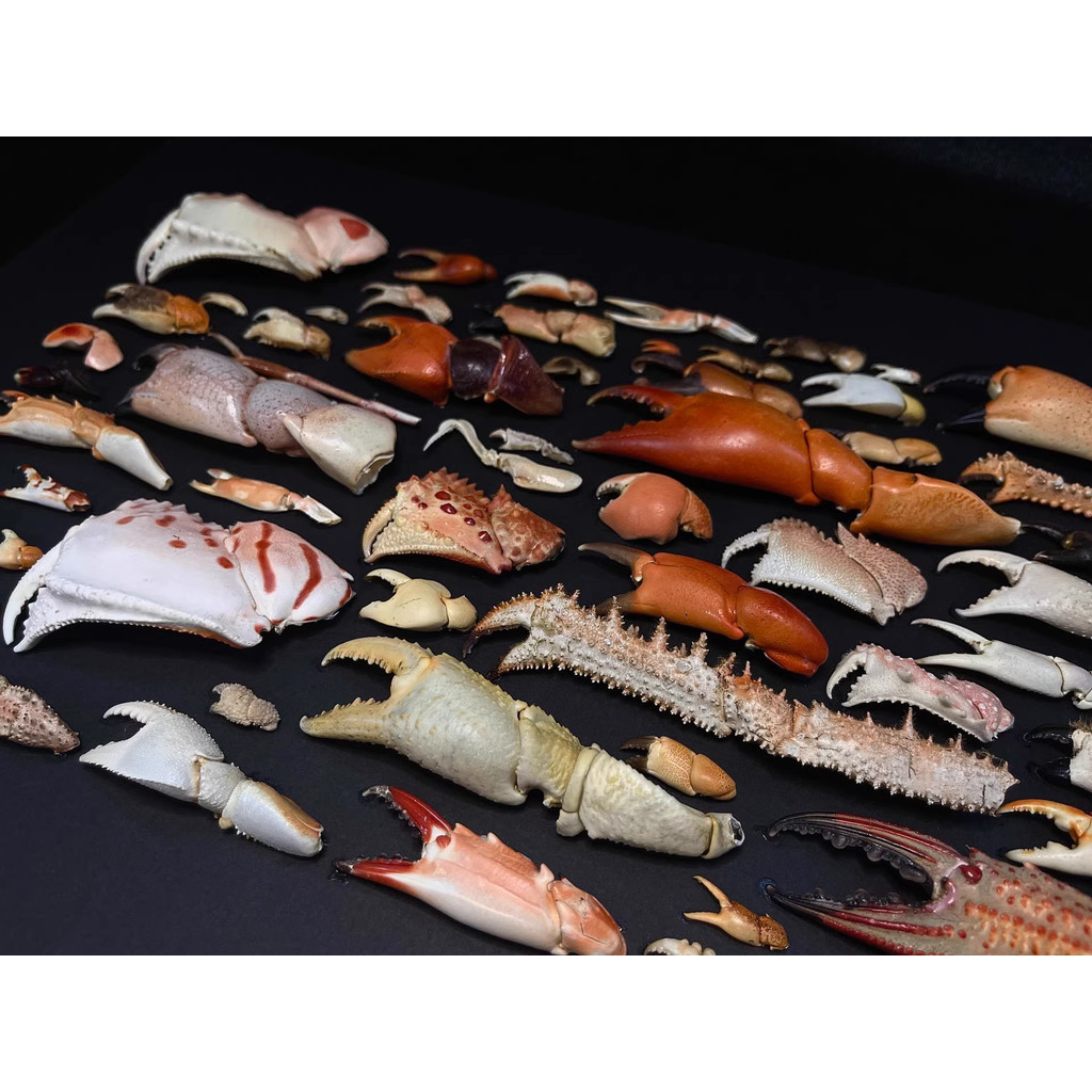 

Various Real Crab Claws Specimen Special Handicrafts Collectors Home Decor Ornament Desk Decoration Customized