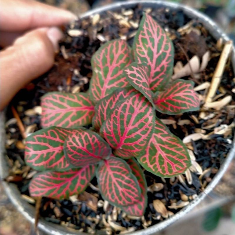 Tanaman Hias Bunga Hidup Pitonia - Tanaman indor pitonia.