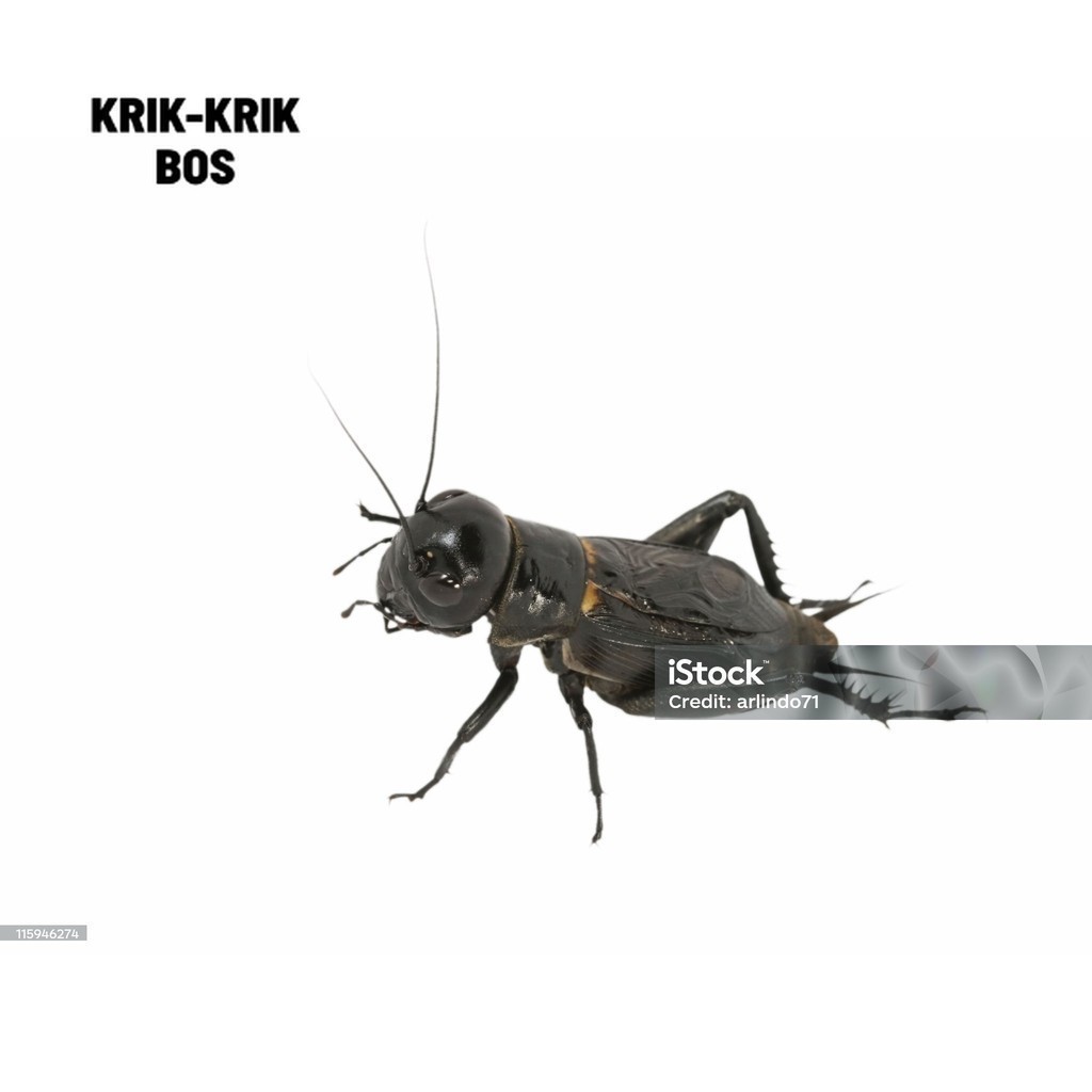 JANGKRIK ( SUPER BESAR ) ukuran besar JKK Terlaris Jangkrik Aduan Jumbo Murah SUPER ,