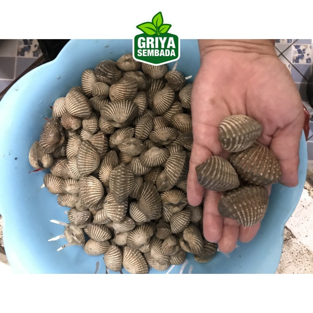 

Kerang Dara Segar 1KG Griya Sembada