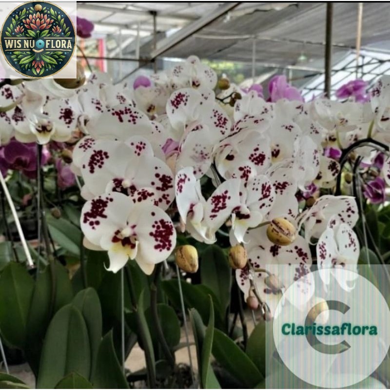 anggrek bulan sudah dewasa putih ungu / pohon anggrek bulan sudah dewasa