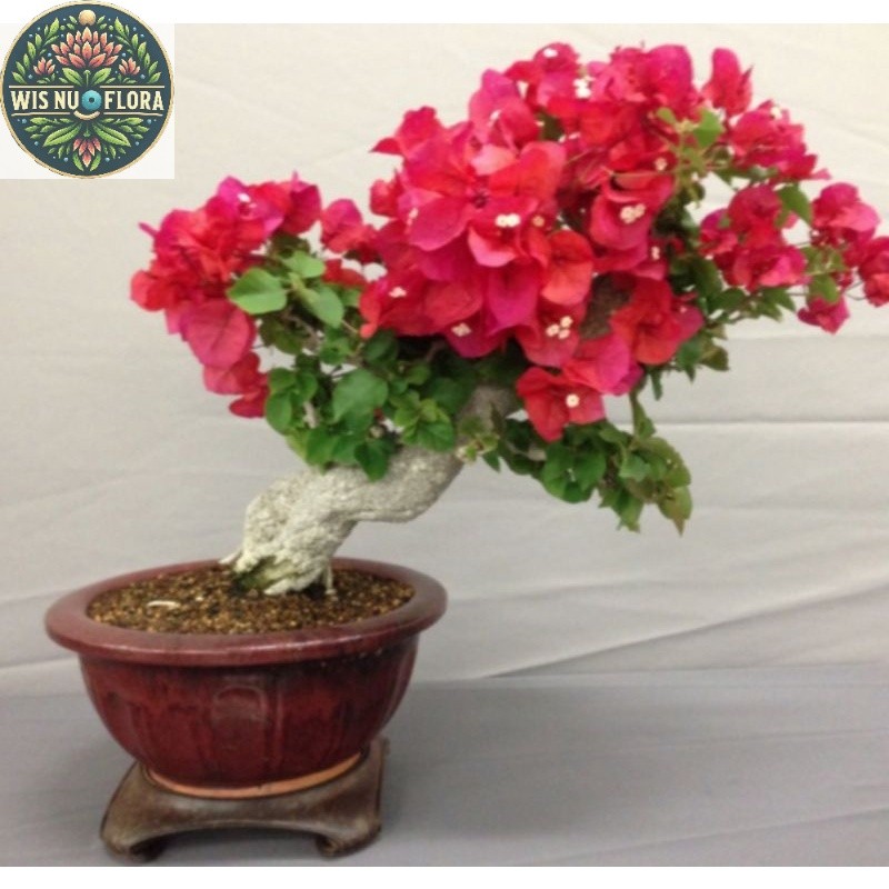 tanaman hias bougenville bunga merah pohon bugenvil bunga merah/BOUGENVILLE IMPORT/BOUGENVILLE BUNGA