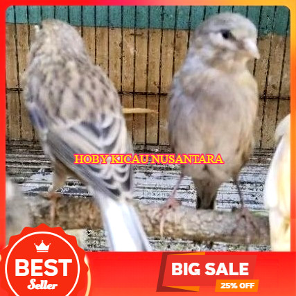 KENARI STARBLUE LOPER BAHAN JANTAN