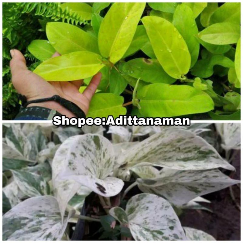 paket murah 2 tanaman srigading variegata tanaman srigading putih  tanaman srigading centong