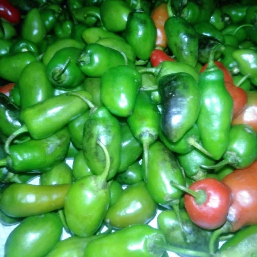 

TERLARIS cabai gendot 10kg petik dari kebun