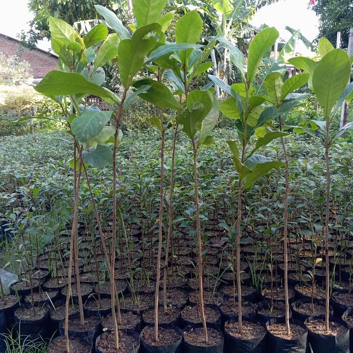 Bibit Ketapang Laut / Pohon Ketapang Laut Peneduh dan Penghijauan