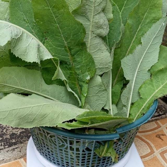 

Daun tempuyung 1kg fresh