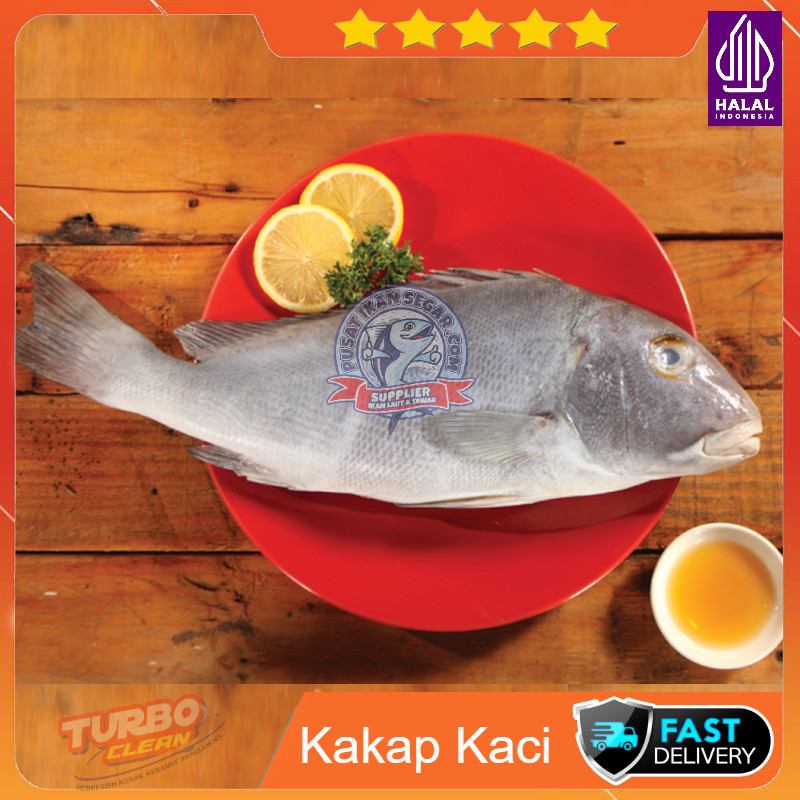 

IKAN KAKAP KACI FRESH PREMIUM 1KG