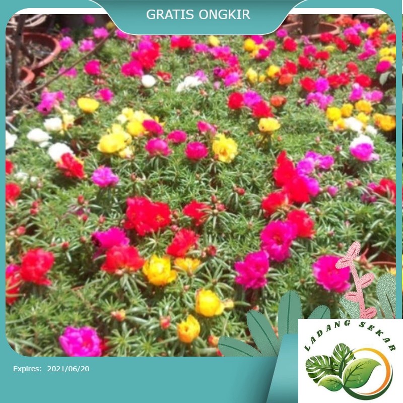 PROMO TANAMAN Bunga Krokot Mossrose Warna Warni Bunga krokot Tumpuk