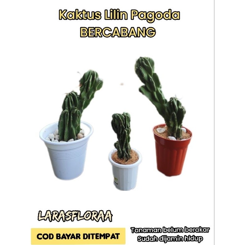 (BISA COD) tanaman hias kaktus lilin bercabang / kaktus bercabang/ kaktus pagoda / cactus