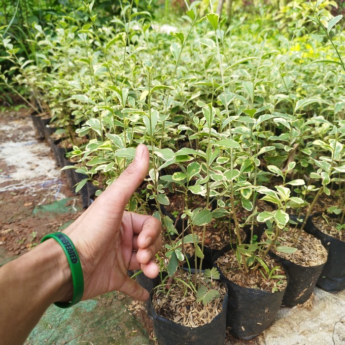 tanaman lee kwan yew varigata - likuanyu menjuntai variegata