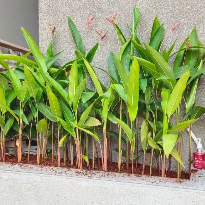 tanaman pagar pisang heliconia | pohon pisang heliconia bunga