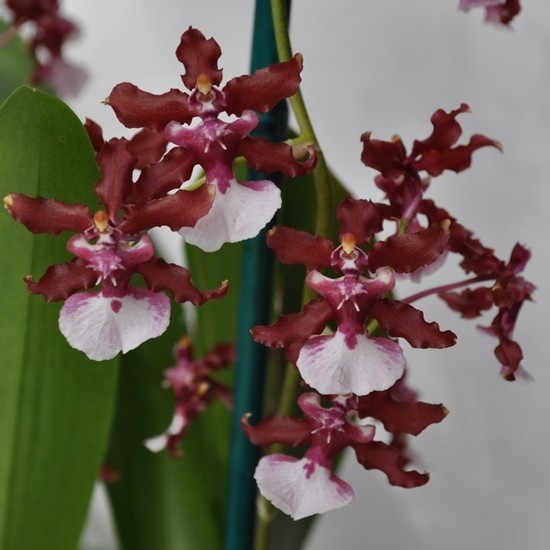 Ambar Oncidium Sharry Baby "Sweet Fragrance"