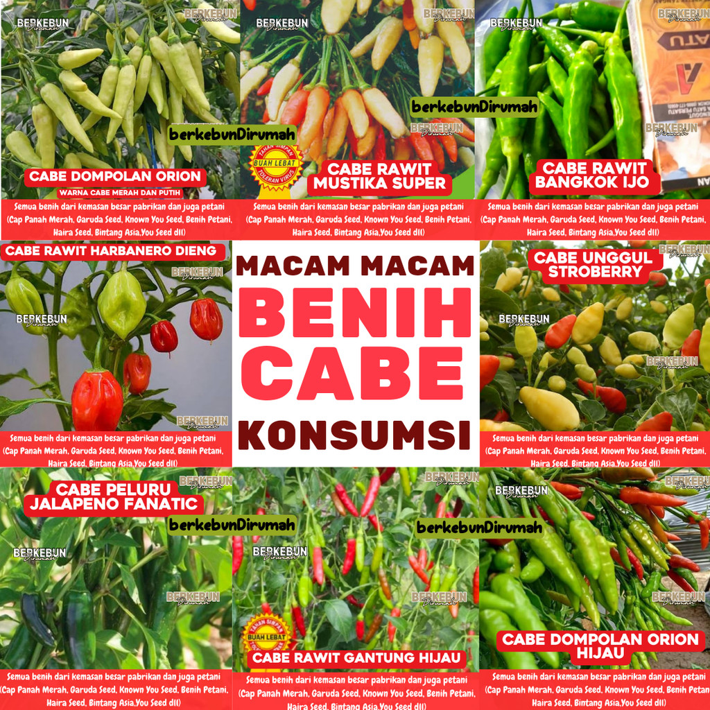 Aneka Benih Cabe Cabean Konsumsi Terlengkap Cabe merah Hijau Dompol Ori 212 Viral Orion Sigantung