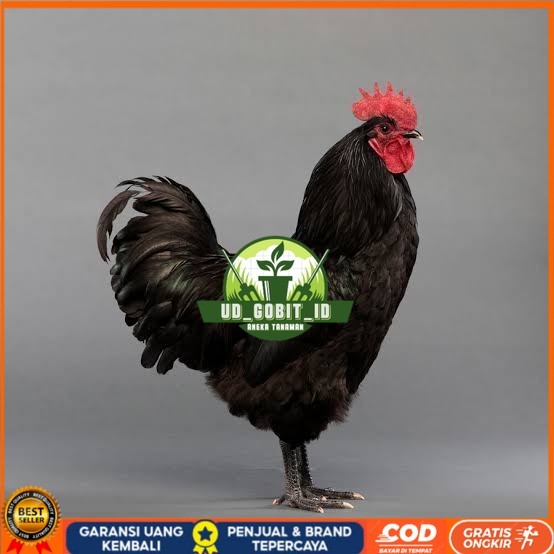 

Telur ayam hias black australorp fertil siap ditetaskan UD_GOBIT_ID