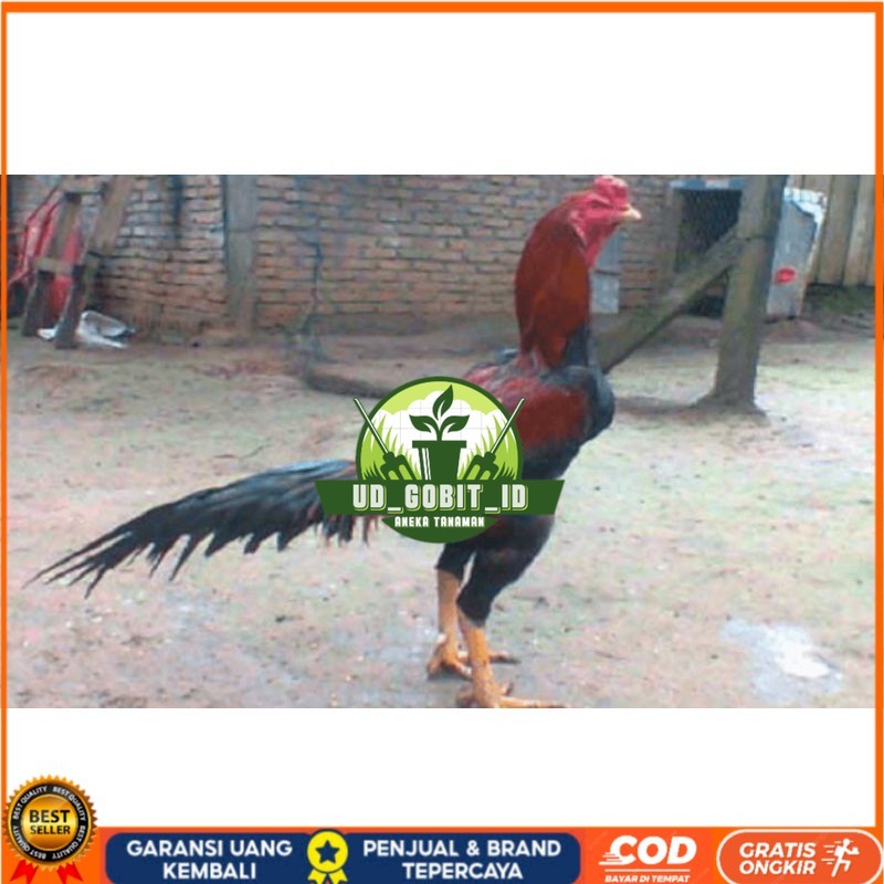 

TELUR AYAM PAKHOY TURUNAN IMPORT UD_GOBIT_ID