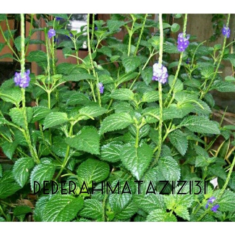 

Daun pecut kuda, daun jarong segar 250gr