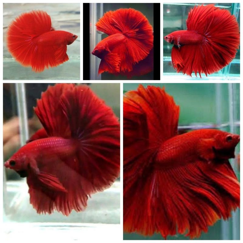 

stiker anomali Cupang Halfmoon Super red - Super red HM real pict