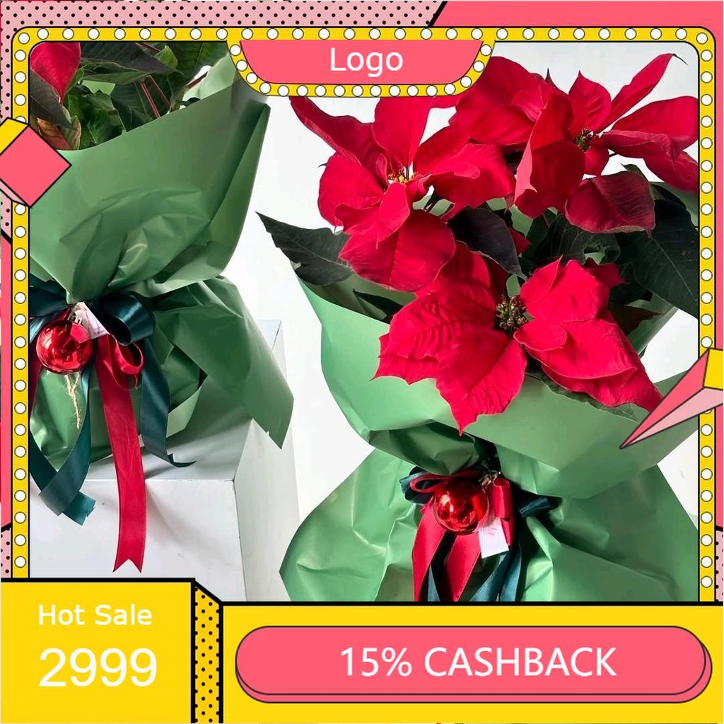 Pohon Kastuba Merah Berkualitas - Pohon Kastuba Merah