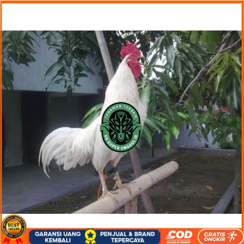 

TELUR AYAM KETAWA DANGDUT GRETEK SLOW UNTUK DI TETASKAN UD_SUPER_UNGGUL_ID