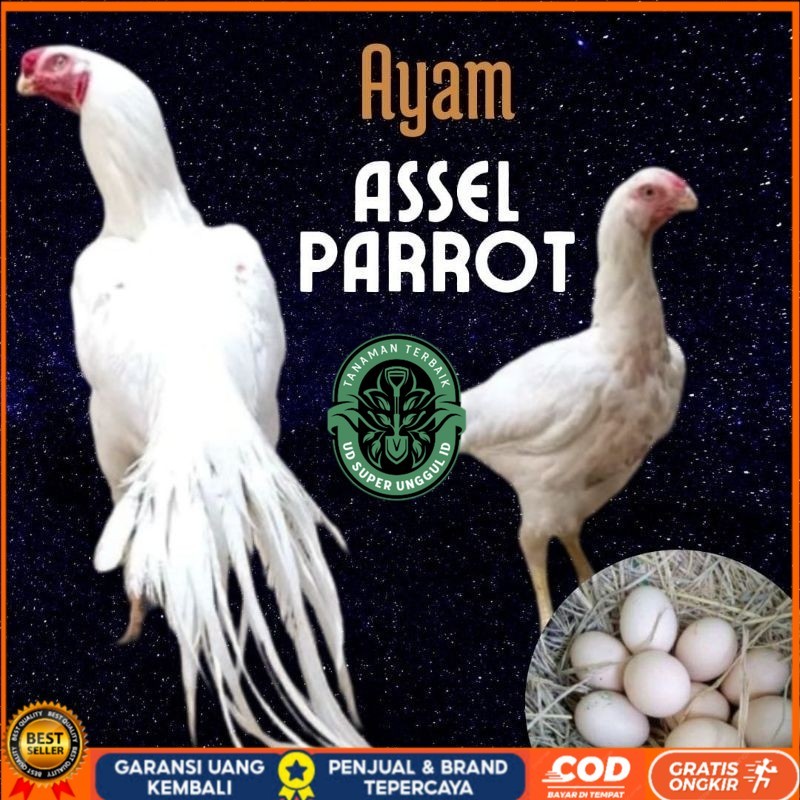 

telur ayam hias assel parrot untuk di tetaskan UD_SUPER_UNGGUL_ID