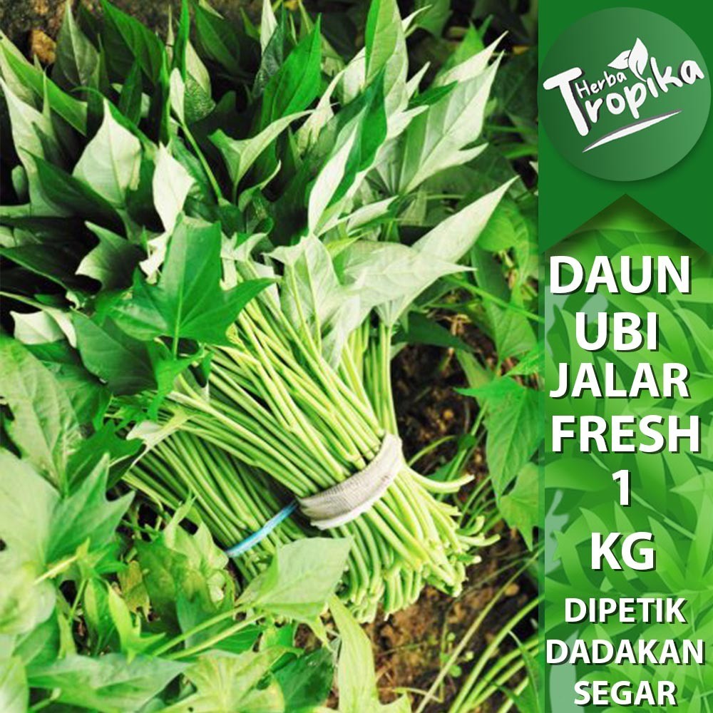

Daun Ubi jalar Muda Sayuran Segar 1 kg toko herba tropika