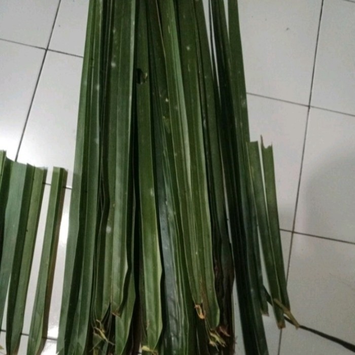 

peromo daun kelapa tua janur hijau 30 batang