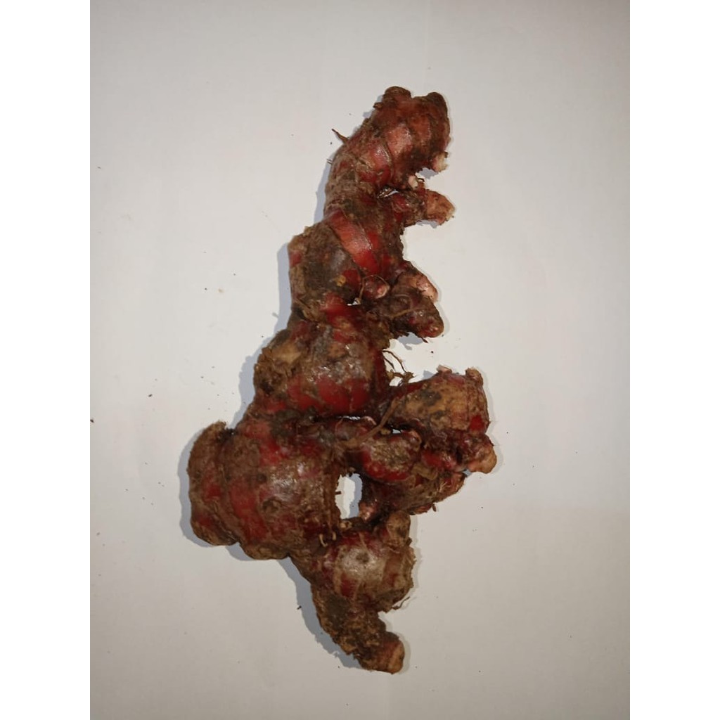 

JAHE MERAH 100g MURAH SEGAR TUA ALAMI [COD]