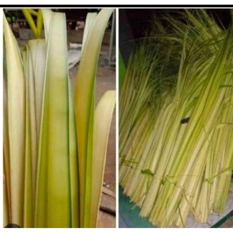 

janur kuning per 10,pcs,janur kelapa Rempah_herbalCo