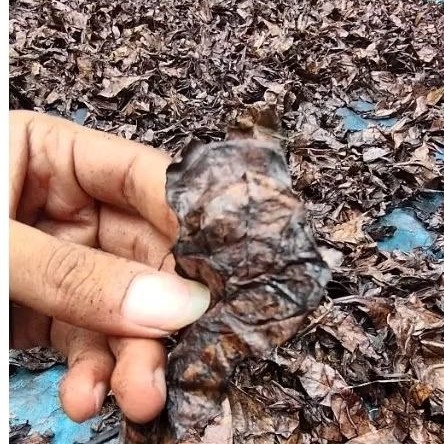 MC-19 Daun ketapang Olahan minimal beli 10 lembar