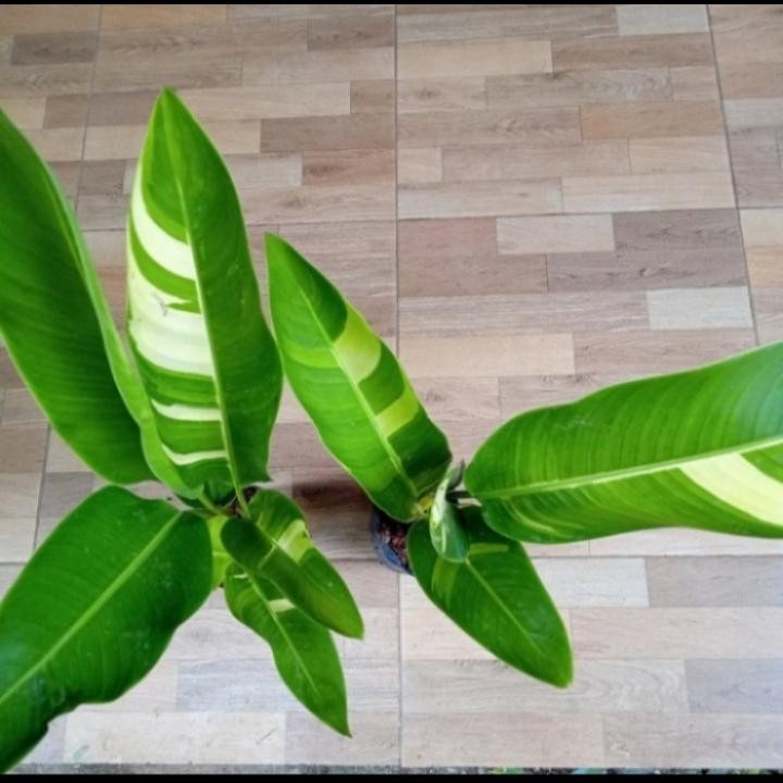Tanaman hias pisang Pisangan Varigata - tanaman hias pisang Varigata