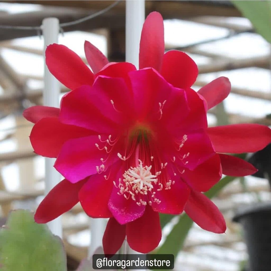 Tanaman Hias Wijaya Kusuma Bunga Merah Asli - Wijaya Kusuma kepiting