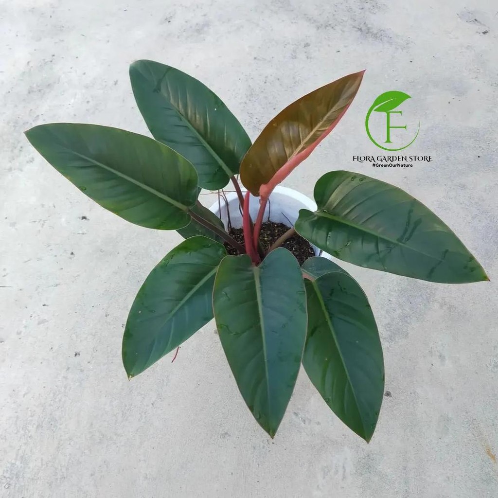 Tanaman Hias Philodendron Red Congo - Red Congo