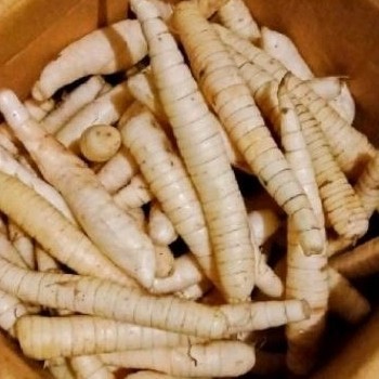 

Umbi garut sgar 500 gr atasi pnyakit lambung ...